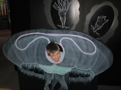 Felix jellyfish
